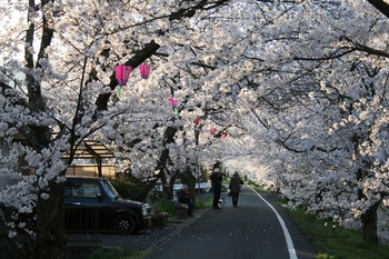 桜のトンネル２.jpg